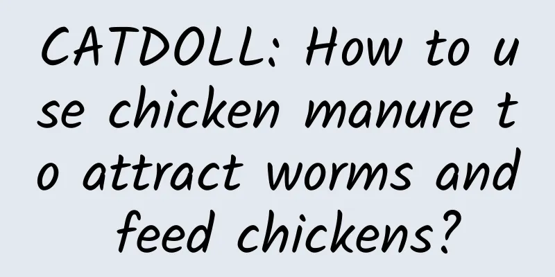 CATDOLL: How to use chicken manure to attract worms and feed chickens?
