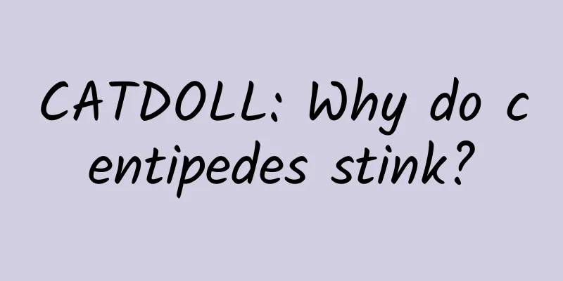 CATDOLL: Why do centipedes stink?