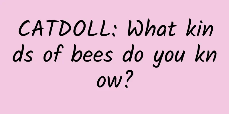 CATDOLL: What kinds of bees do you know?