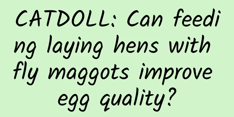 CATDOLL: Can feeding laying hens with fly maggots improve egg quality?