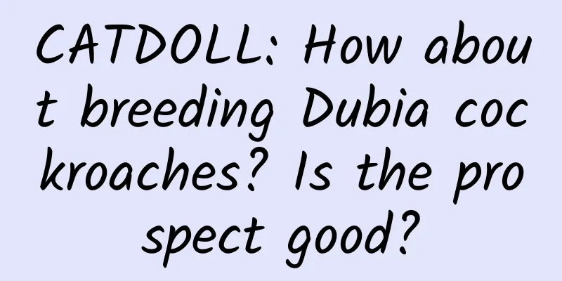CATDOLL: How about breeding Dubia cockroaches? Is the prospect good?