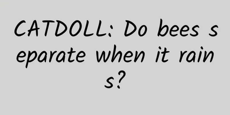 CATDOLL: Do bees separate when it rains?
