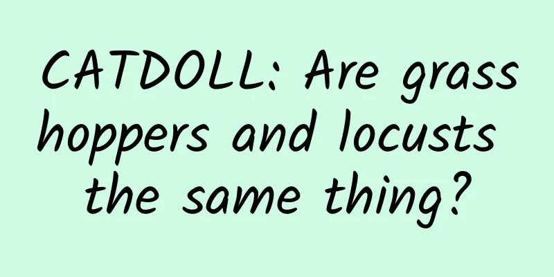 CATDOLL: Are grasshoppers and locusts the same thing?