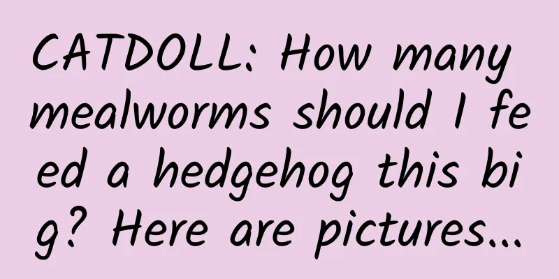 CATDOLL: How many mealworms should I feed a hedgehog this big? Here are pictures...