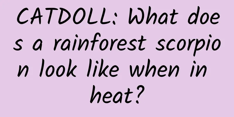 CATDOLL: What does a rainforest scorpion look like when in heat?