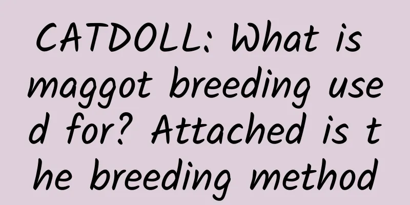 CATDOLL: What is maggot breeding used for? Attached is the breeding method