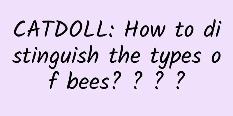 CATDOLL: How to distinguish the types of bees? ? ? ?