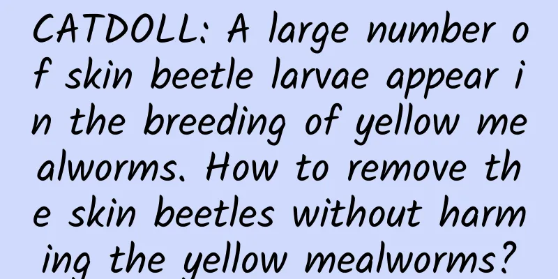 CATDOLL: A large number of skin beetle larvae appear in the breeding of yellow mealworms. How to remove the skin beetles without harming the yellow mealworms?