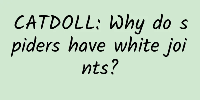CATDOLL: Why do spiders have white joints?