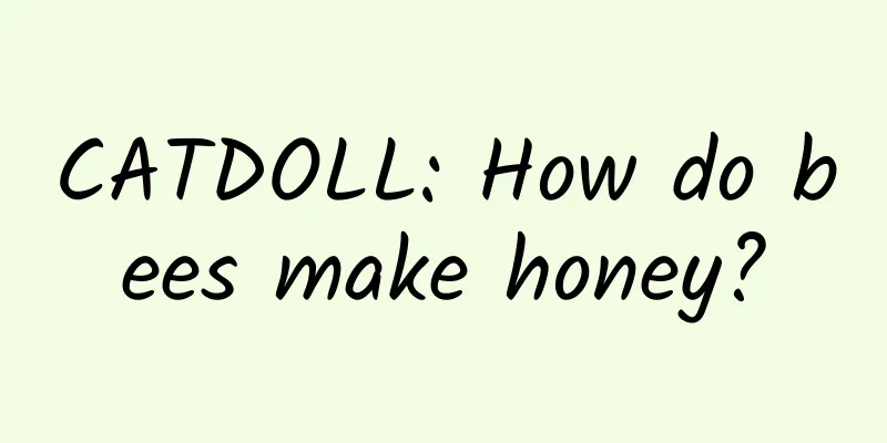 CATDOLL: How do bees make honey?