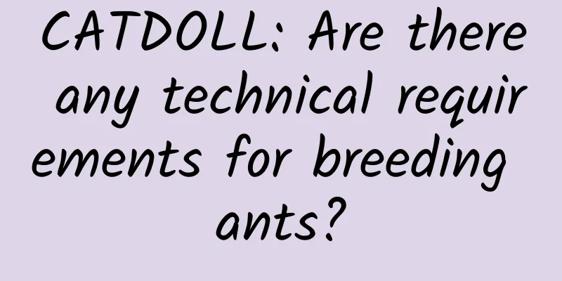 CATDOLL: Are there any technical requirements for breeding ants?