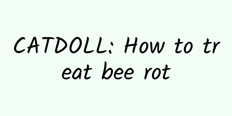 CATDOLL: How to treat bee rot