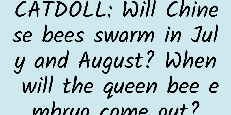 CATDOLL: Will Chinese bees swarm in July and August? When will the queen bee embryo come out?