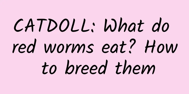 CATDOLL: What do red worms eat? How to breed them