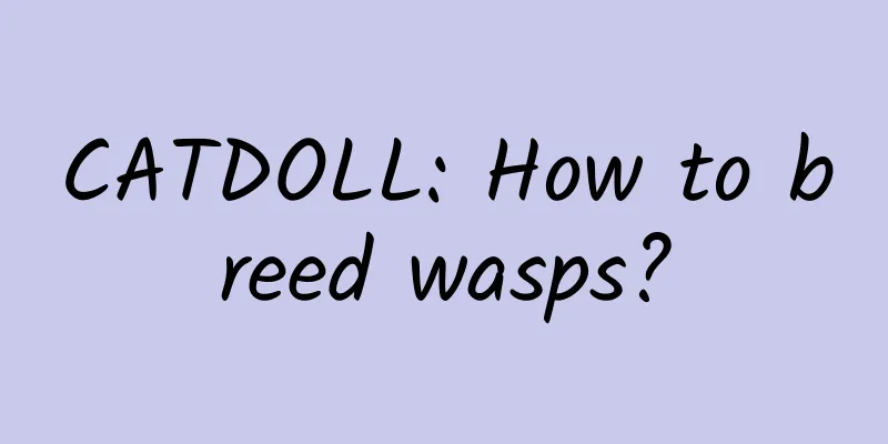 CATDOLL: How to breed wasps?