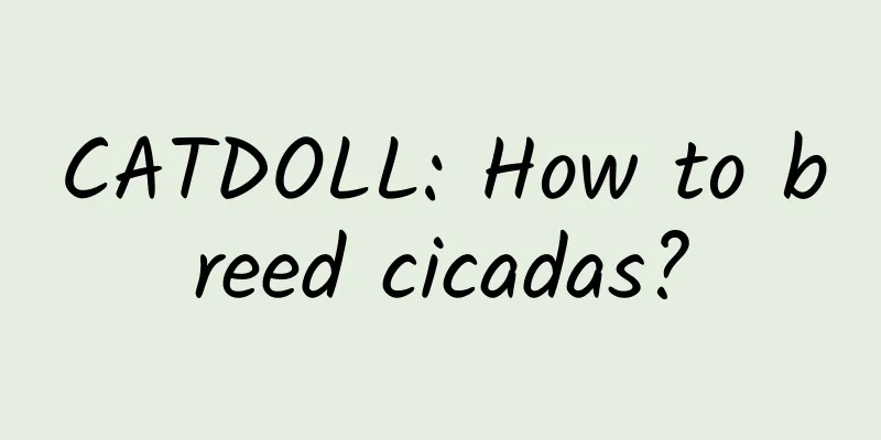 CATDOLL: How to breed cicadas?