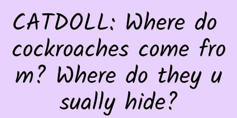 CATDOLL: Where do cockroaches come from? Where do they usually hide?