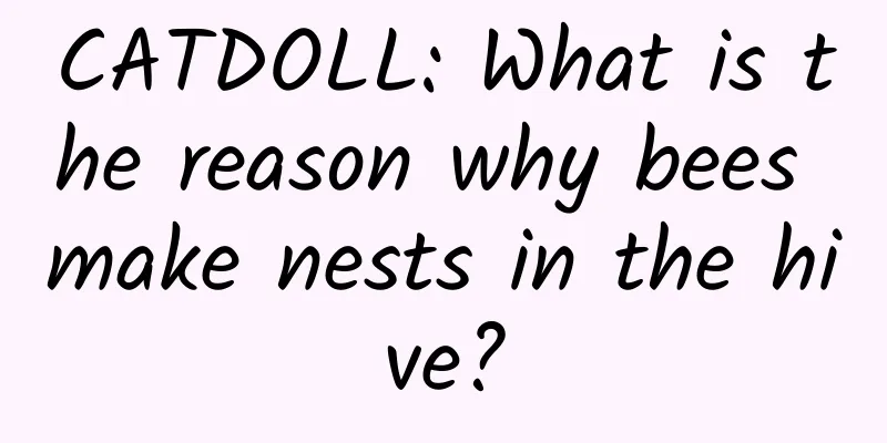 CATDOLL: What is the reason why bees make nests in the hive?