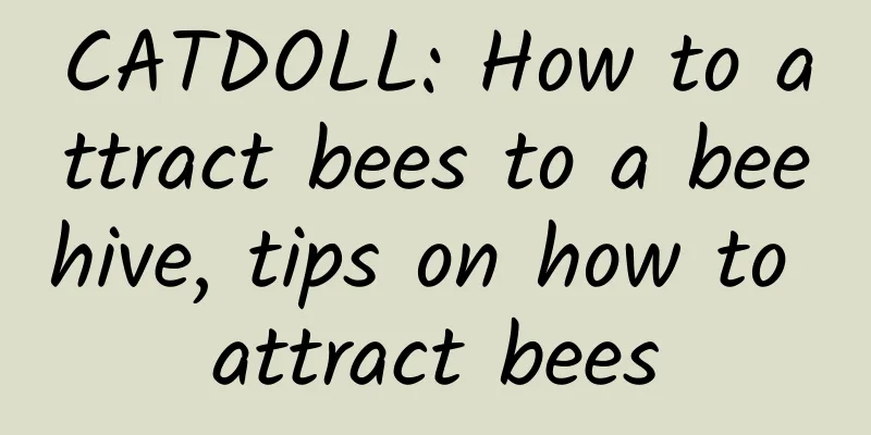 CATDOLL: How to attract bees to a beehive, tips on how to attract bees