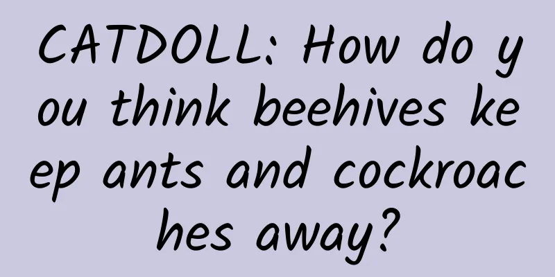 CATDOLL: How do you think beehives keep ants and cockroaches away?