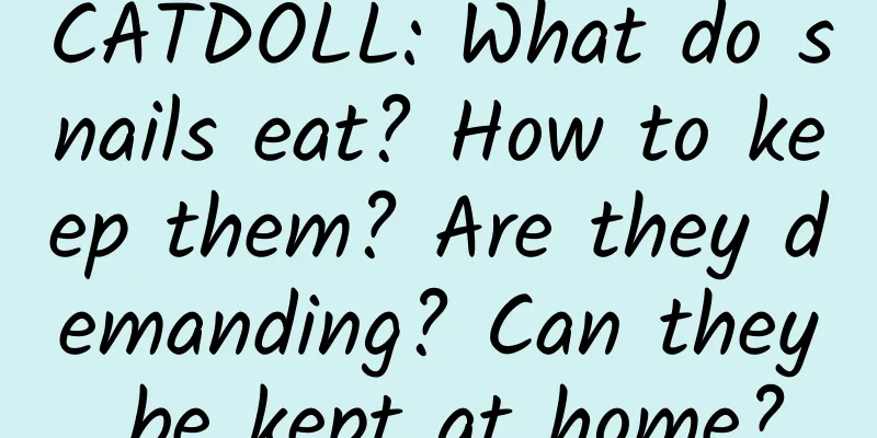 CATDOLL: What do snails eat? How to keep them? Are they demanding? Can they be kept at home?