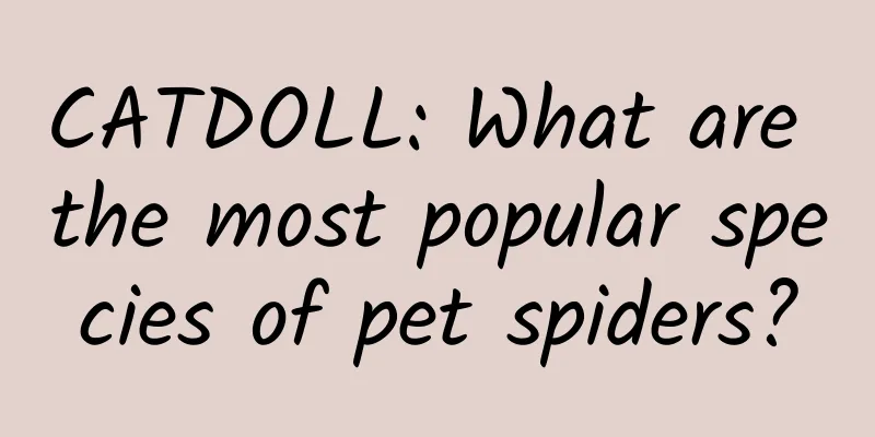 CATDOLL: What are the most popular species of pet spiders?
