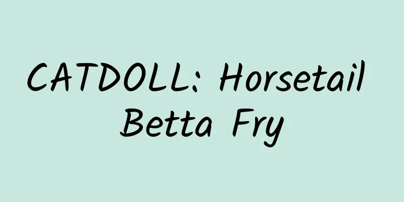 CATDOLL: Horsetail Betta Fry