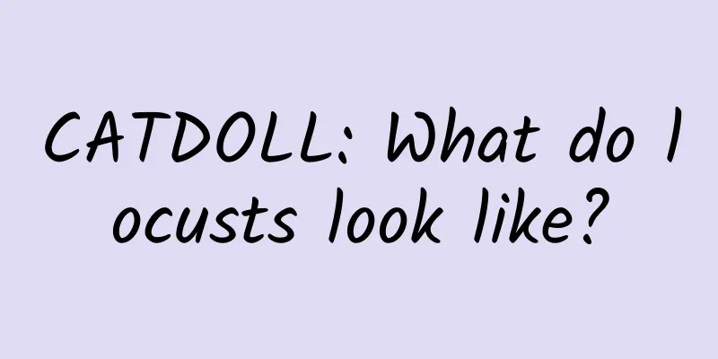 CATDOLL: What do locusts look like?