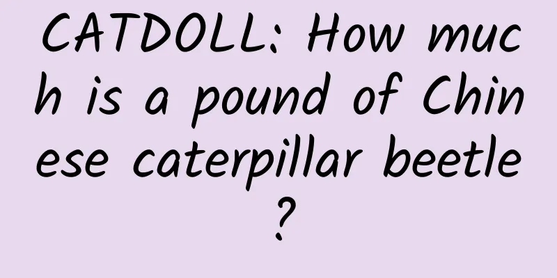 CATDOLL: How much is a pound of Chinese caterpillar beetle?