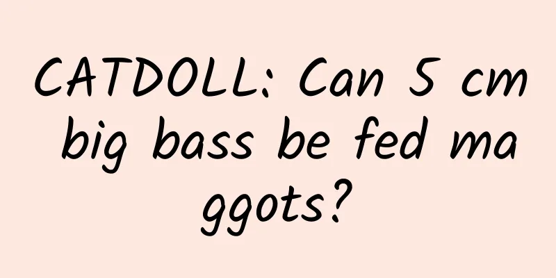 CATDOLL: Can 5 cm big bass be fed maggots?