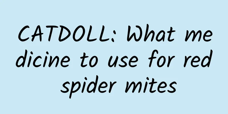 CATDOLL: What medicine to use for red spider mites