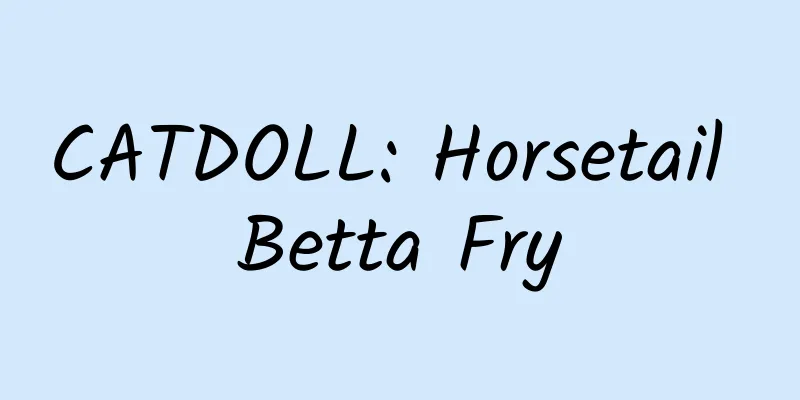 CATDOLL: Horsetail Betta Fry