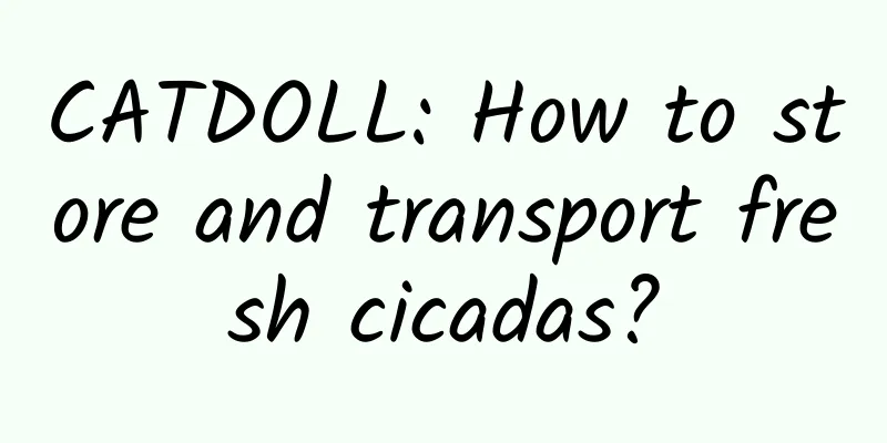 CATDOLL: How to store and transport fresh cicadas?