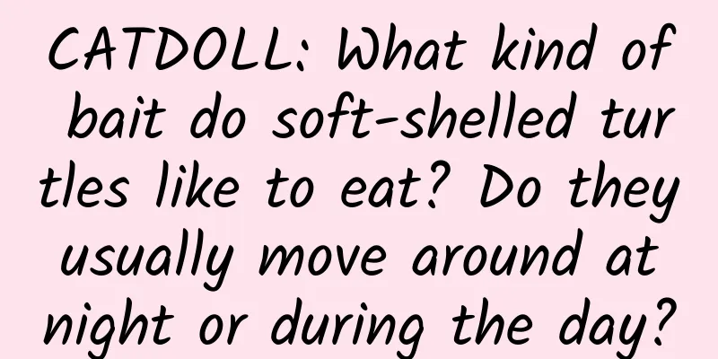 CATDOLL: What kind of bait do soft-shelled turtles like to eat? Do they usually move around at night or during the day?