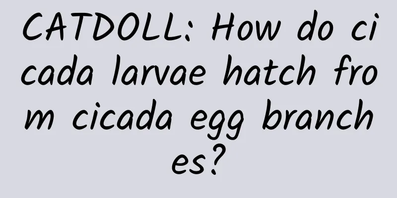 CATDOLL: How do cicada larvae hatch from cicada egg branches?