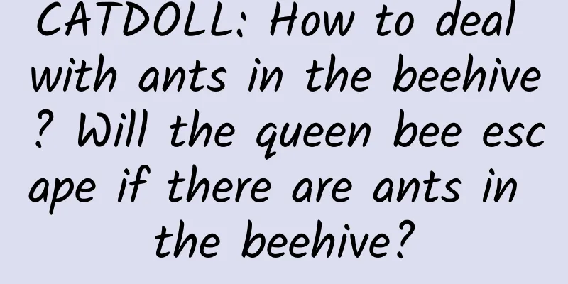 CATDOLL: How to deal with ants in the beehive? Will the queen bee escape if there are ants in the beehive?