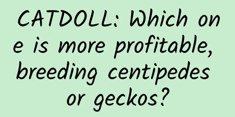 CATDOLL: Which one is more profitable, breeding centipedes or geckos?