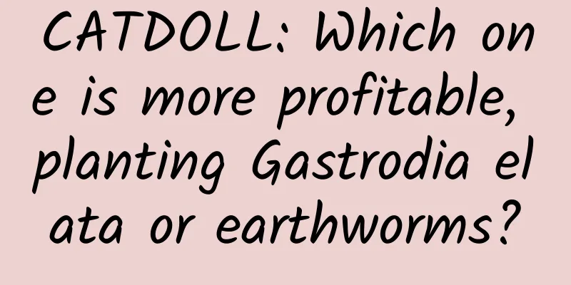 CATDOLL: Which one is more profitable, planting Gastrodia elata or earthworms?