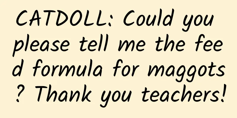 CATDOLL: Could you please tell me the feed formula for maggots? Thank you teachers!