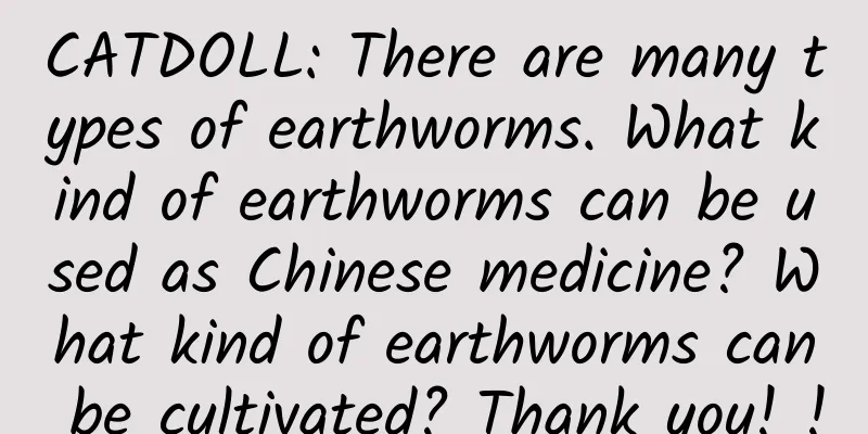 CATDOLL: There are many types of earthworms. What kind of earthworms can be used as Chinese medicine? What kind of earthworms can be cultivated? Thank you! !