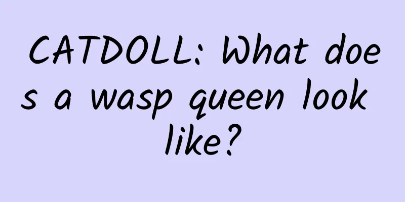 CATDOLL: What does a wasp queen look like?
