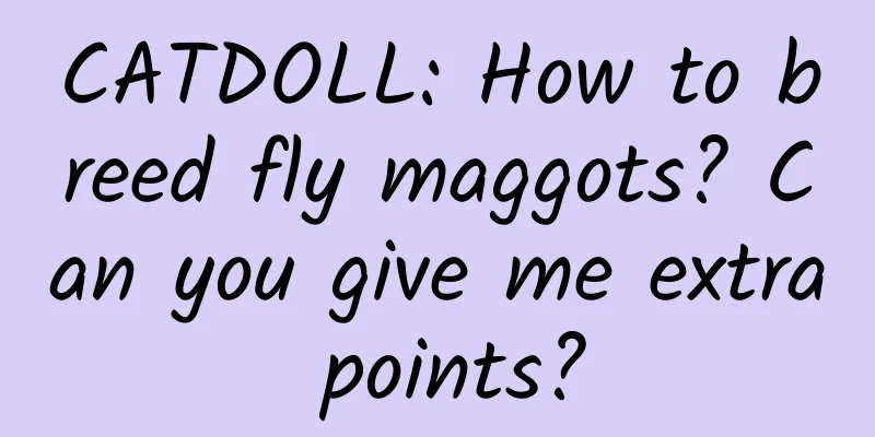 CATDOLL: How to breed fly maggots? Can you give me extra points?