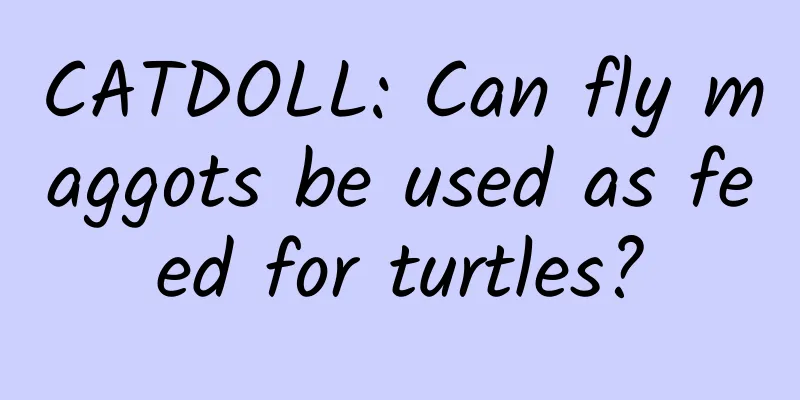CATDOLL: Can fly maggots be used as feed for turtles?