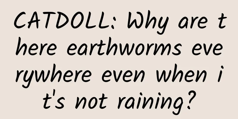 CATDOLL: Why are there earthworms everywhere even when it's not raining?