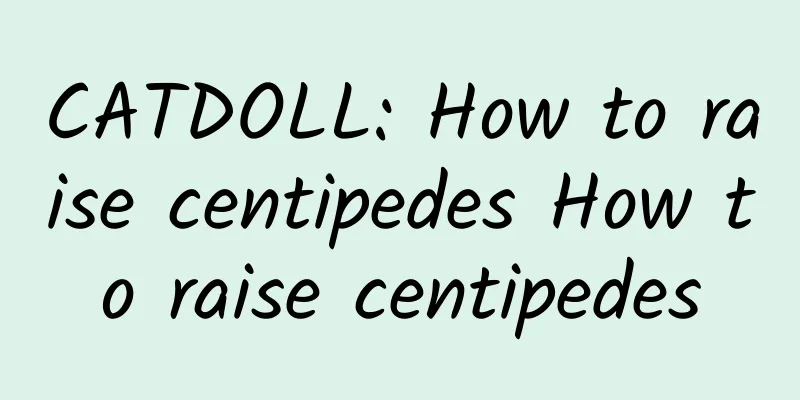 CATDOLL: How to raise centipedes How to raise centipedes
