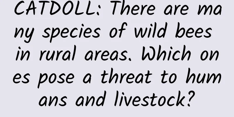 CATDOLL: There are many species of wild bees in rural areas. Which ones pose a threat to humans and livestock?