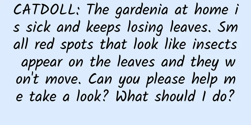 CATDOLL: The gardenia at home is sick and keeps losing leaves. Small red spots that look like insects appear on the leaves and they won't move. Can you please help me take a look? What should I do?