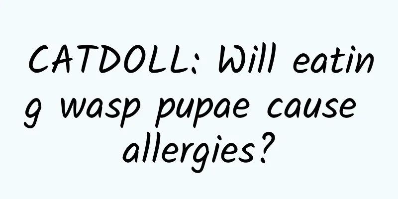 CATDOLL: Will eating wasp pupae cause allergies?