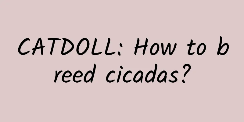 CATDOLL: How to breed cicadas?