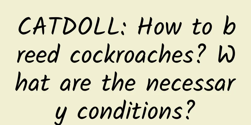 CATDOLL: How to breed cockroaches? What are the necessary conditions?